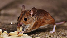 24 Hour & Emergency Exterminators in Olin, IA